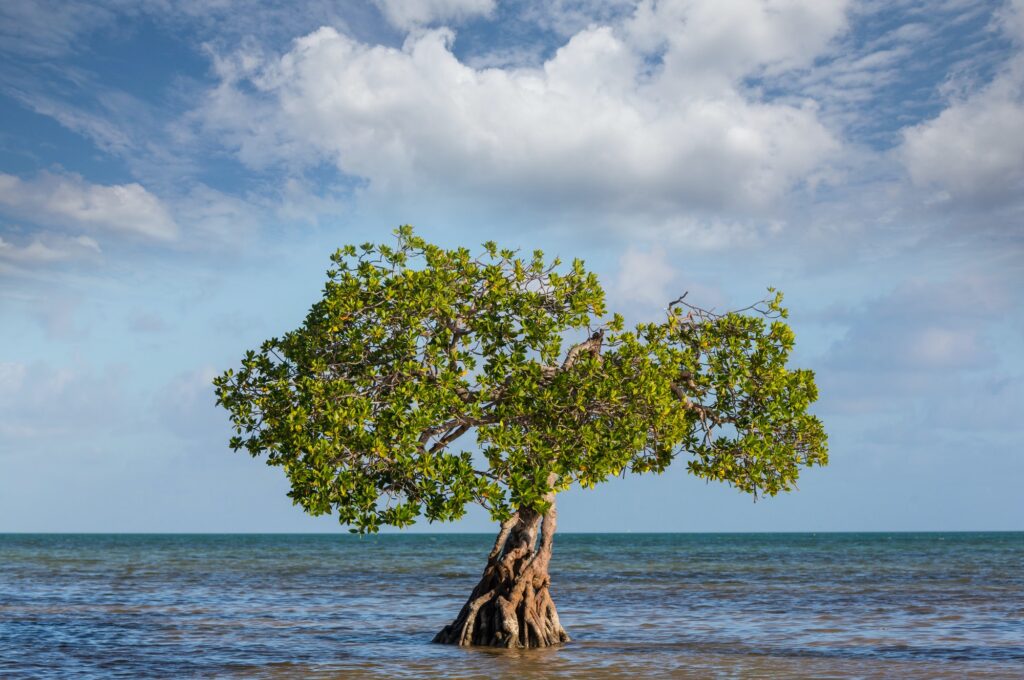 Mangroves