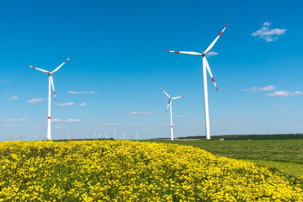 Windwheels and yellow flowers